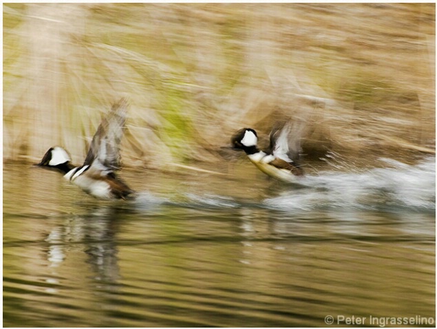 Taking Flight #1