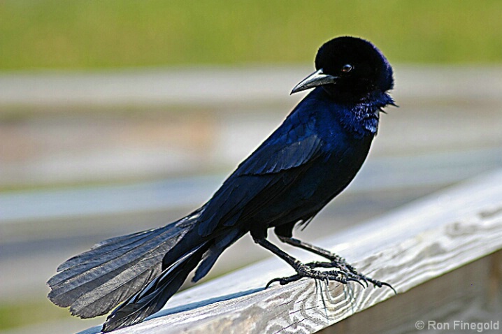 Boat-tailed Grackle (Male)             