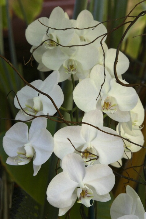 Orchids from Key West