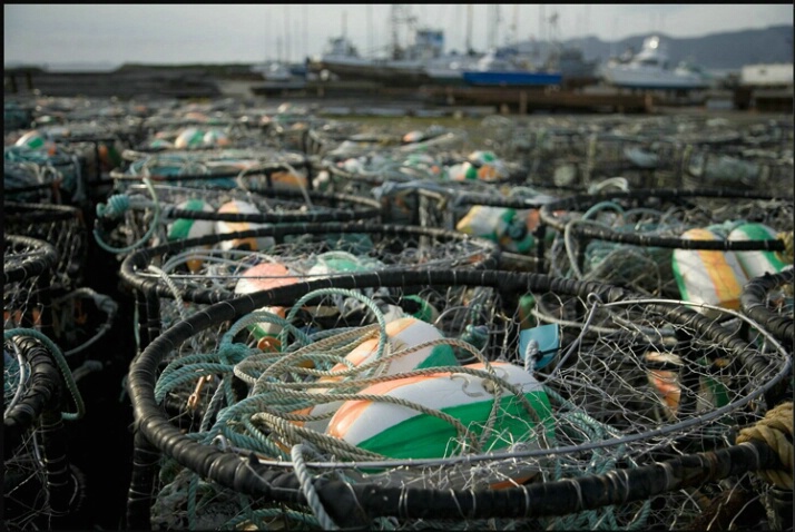 crab_traps_1