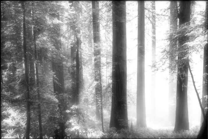 redwood_light