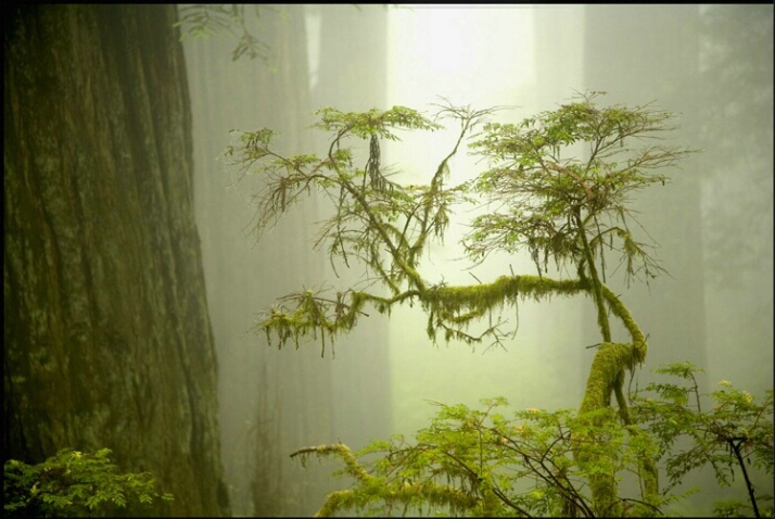 redwood_mist_4