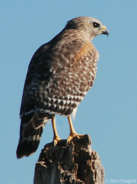 Looking over her territory.....Red Shouldered Hawk