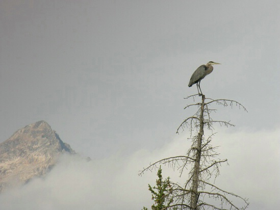 Heron on top of the world
