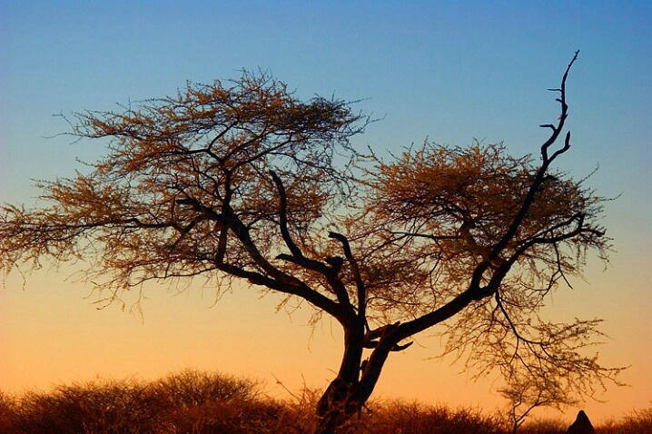 Acacia in Namibia