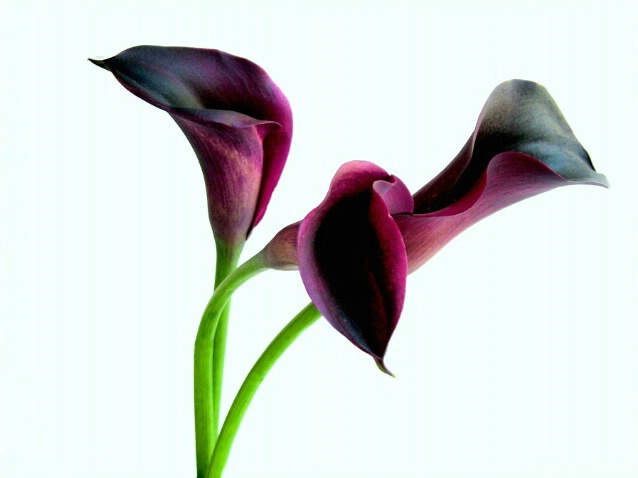 Purple Calla Lillies