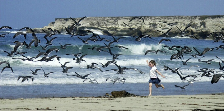 Running with the gulls