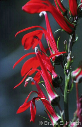 Cardinal Lobelia Blossoms