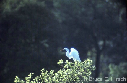 Egret, Nigeria