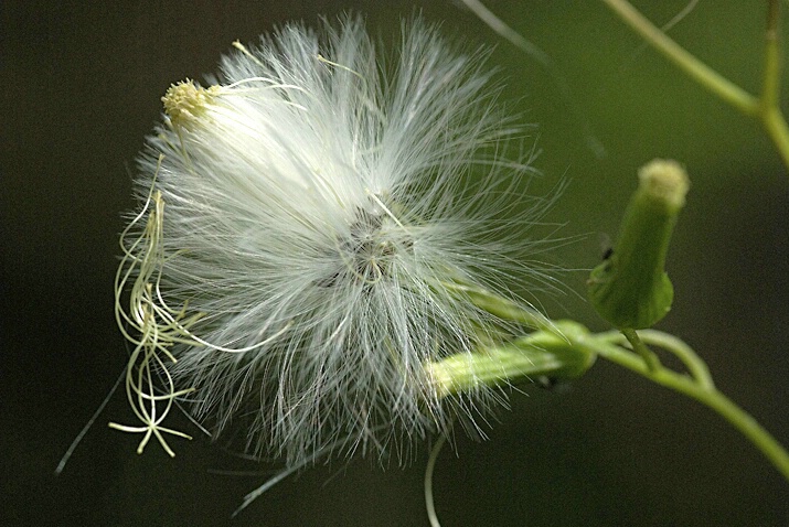 False Dandelion