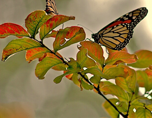 Preparing for Autumn