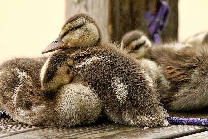 Ducklings on the Dock