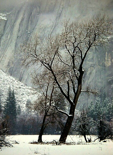 Yosemite Tree