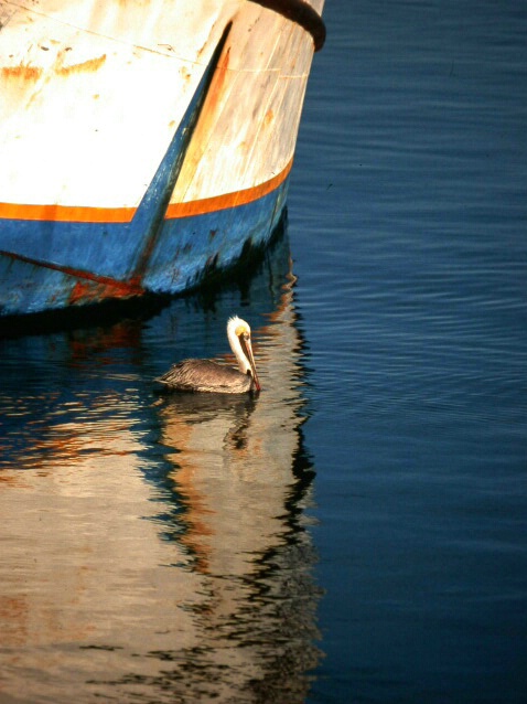 Pelican in San Felipe