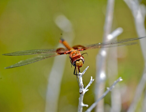 Dragonfly holding on