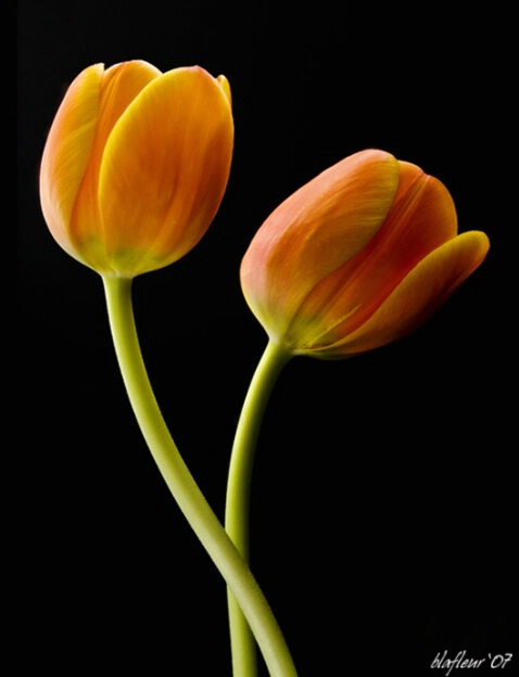 Two Tulips