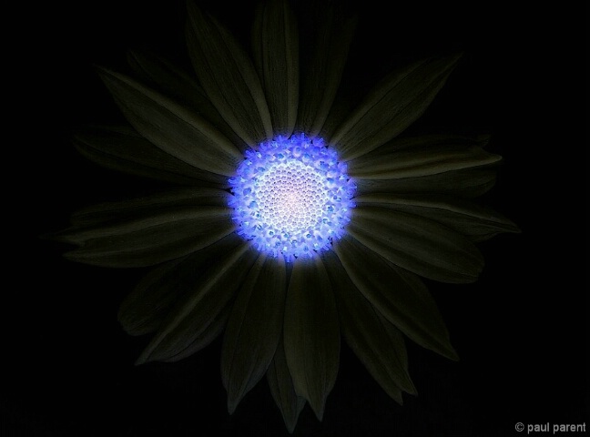 The Infrared Flower