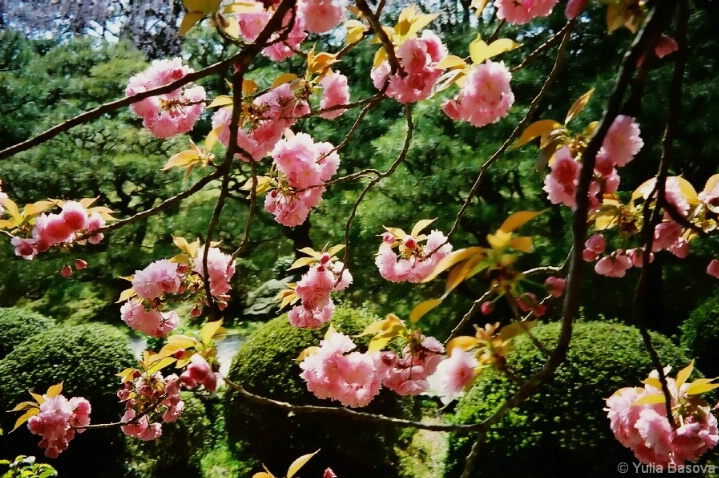 Sakura in Heian Shrine, Japan