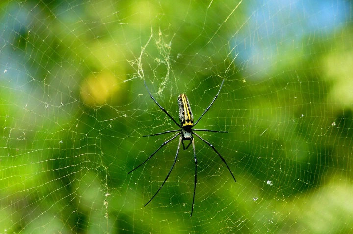 Spider on Web