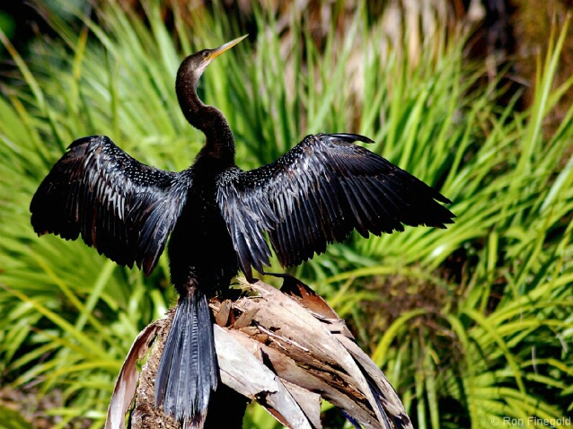 Anhinga drying its wings after a swim