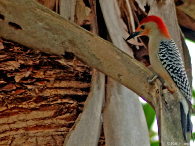 Red Bellied Woodpecker pecking away!