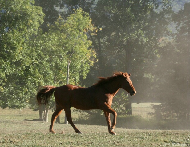 Running Free