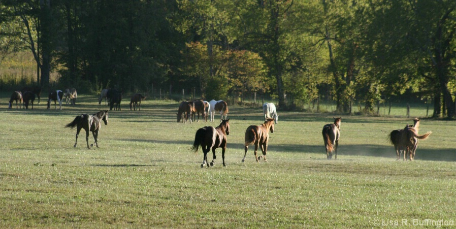 Horses in Cades Cove