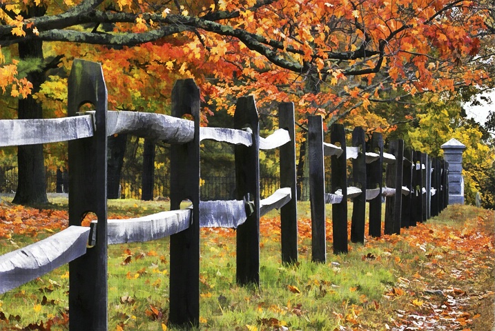 Along the Fence