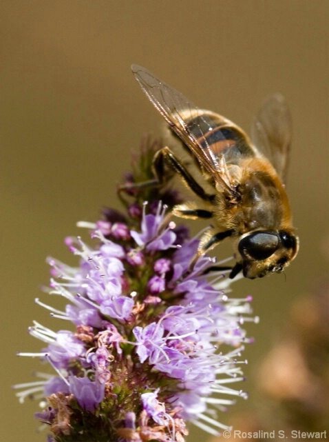 bee