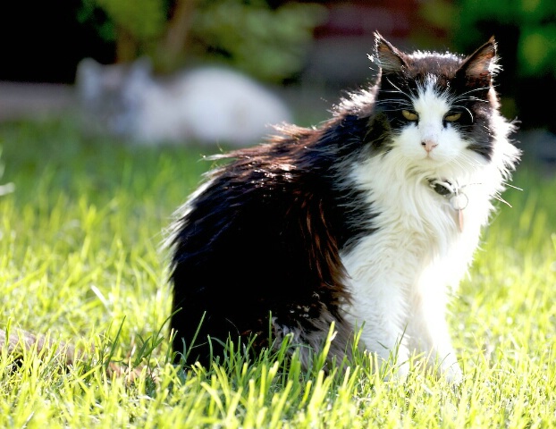 A most wonderful Ragdoll