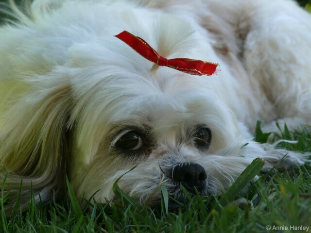 Alfie