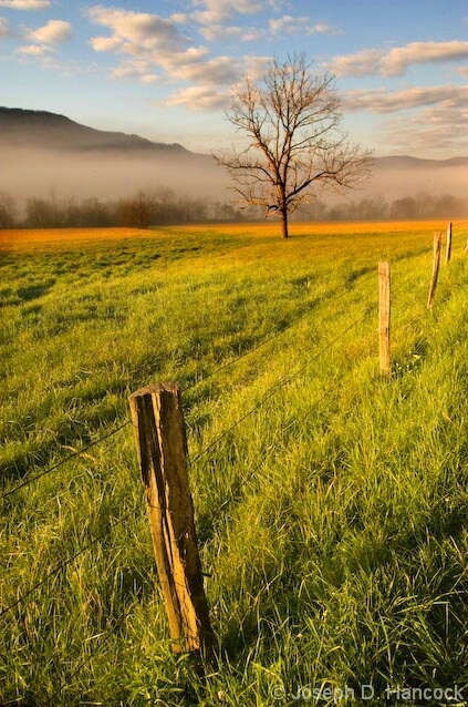 Meadow Morning