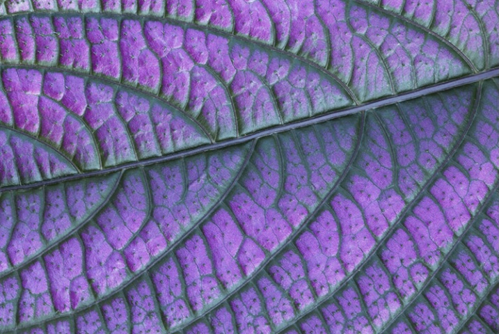 persian shield 1