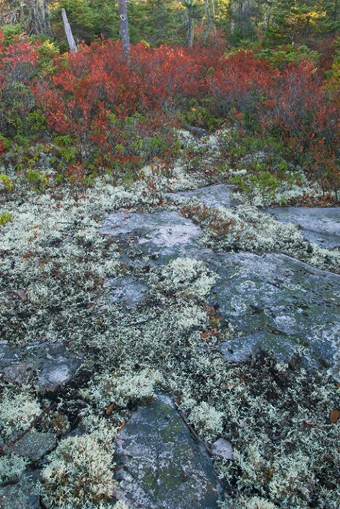 Acadia National Park Fall 2