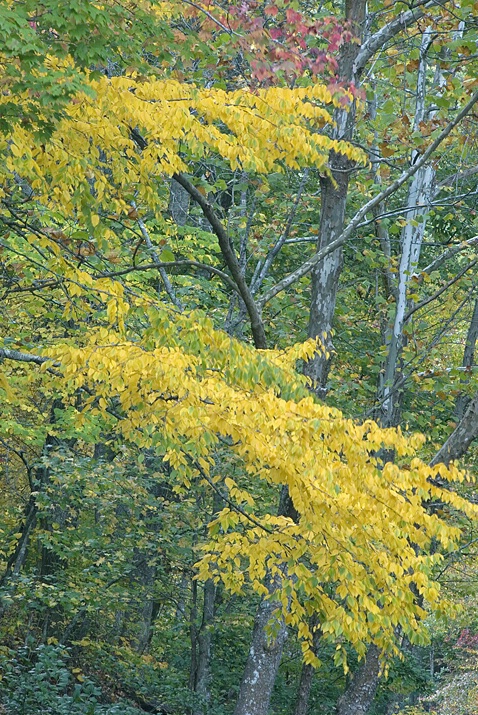 Fall yellow