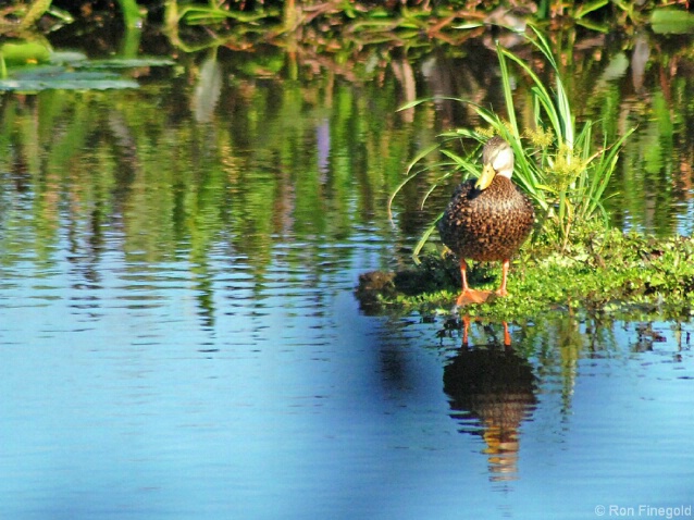 On Stage....Mottled Duck