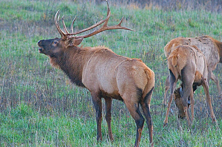 Elk in Kentucky