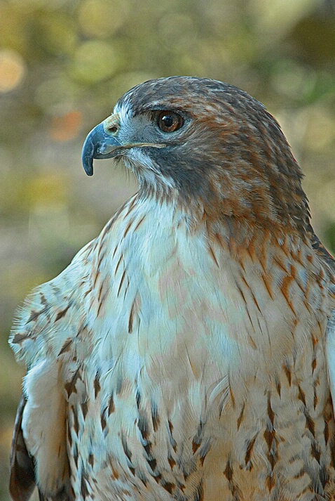 Red Tail Hawk