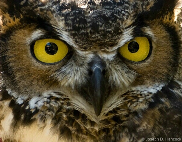 071021d2x0186 Screech Owl