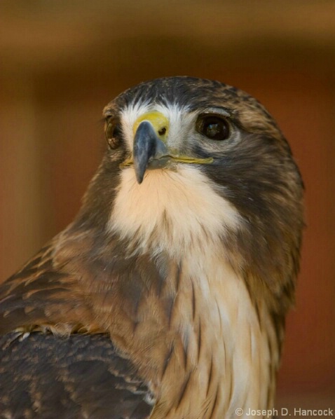 071021d2x0258 Red-tailed Hawk