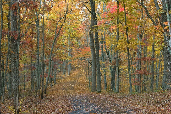 Old Natchez Trace in Tennessee