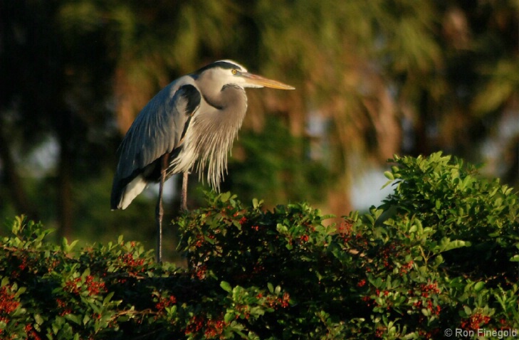Great Blue Heron looking for a mate