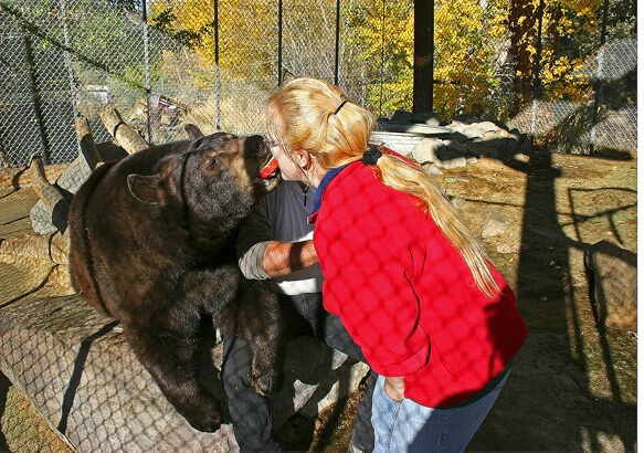 Feeding the Bears