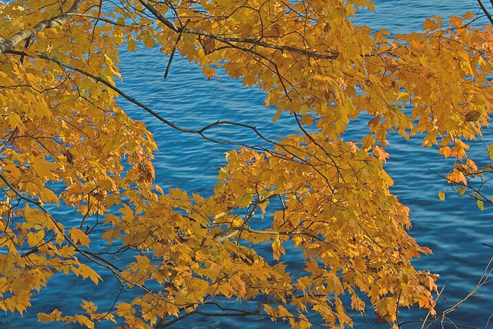 Radnor Lake in Nashville, TN