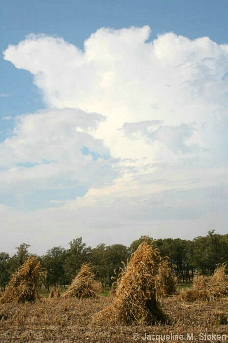 Thunderhead and Amish harvest - NE Iowa