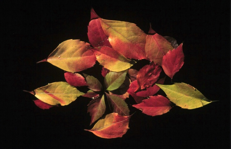 Autumn Leaves