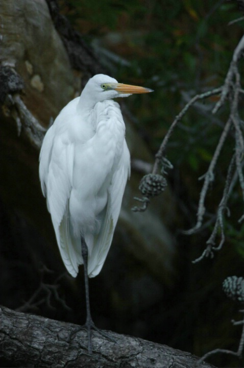 Great White Heron and Pines