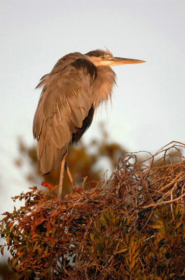 Great Blue Heron at Sundown