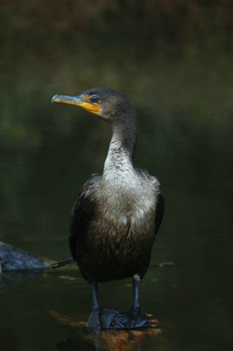 Double-Crested Comorant