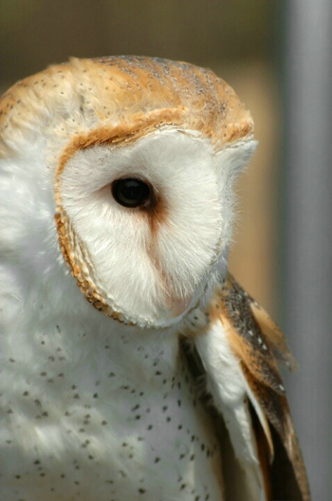 Barn Owl Portrait